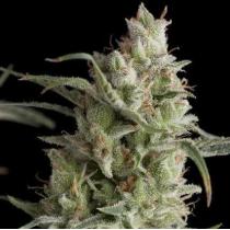 Super Og Kush Regular (x7)